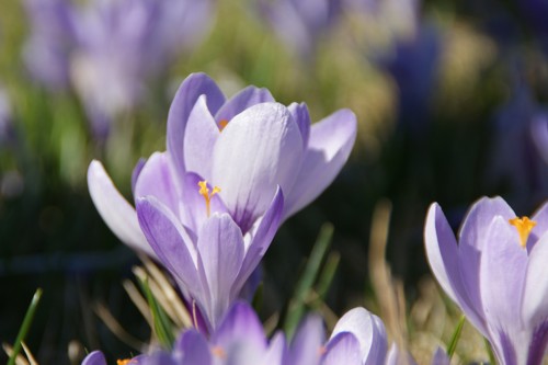 Krokus auf einer Drehbacher Krokuswiese