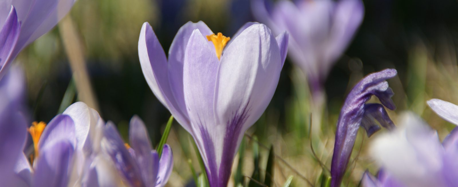 Krokusse in Drehbach