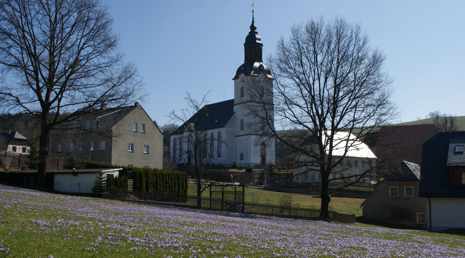 Krokuswiesen in Drehbach
