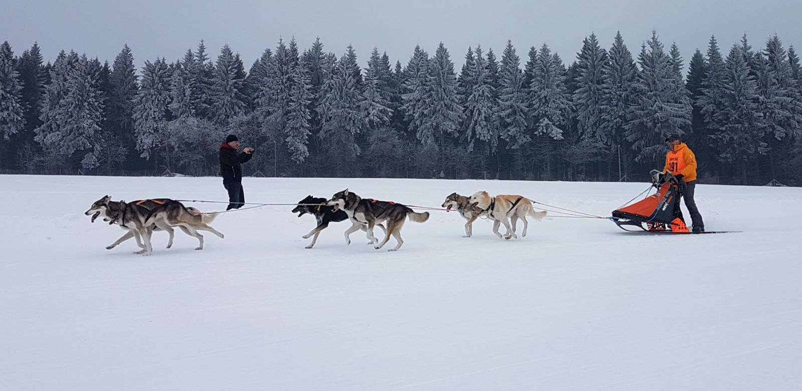 Hundeschlittenrennen in Seiffen - 6er Gespann