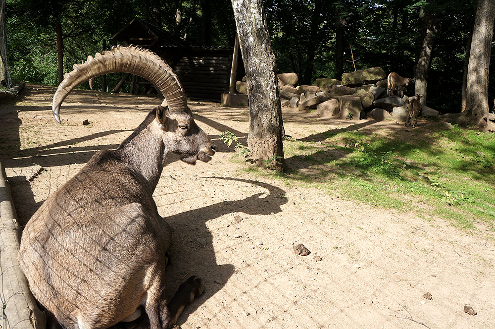 Steinb?cke im Wildpark Osterzgebirge Geising