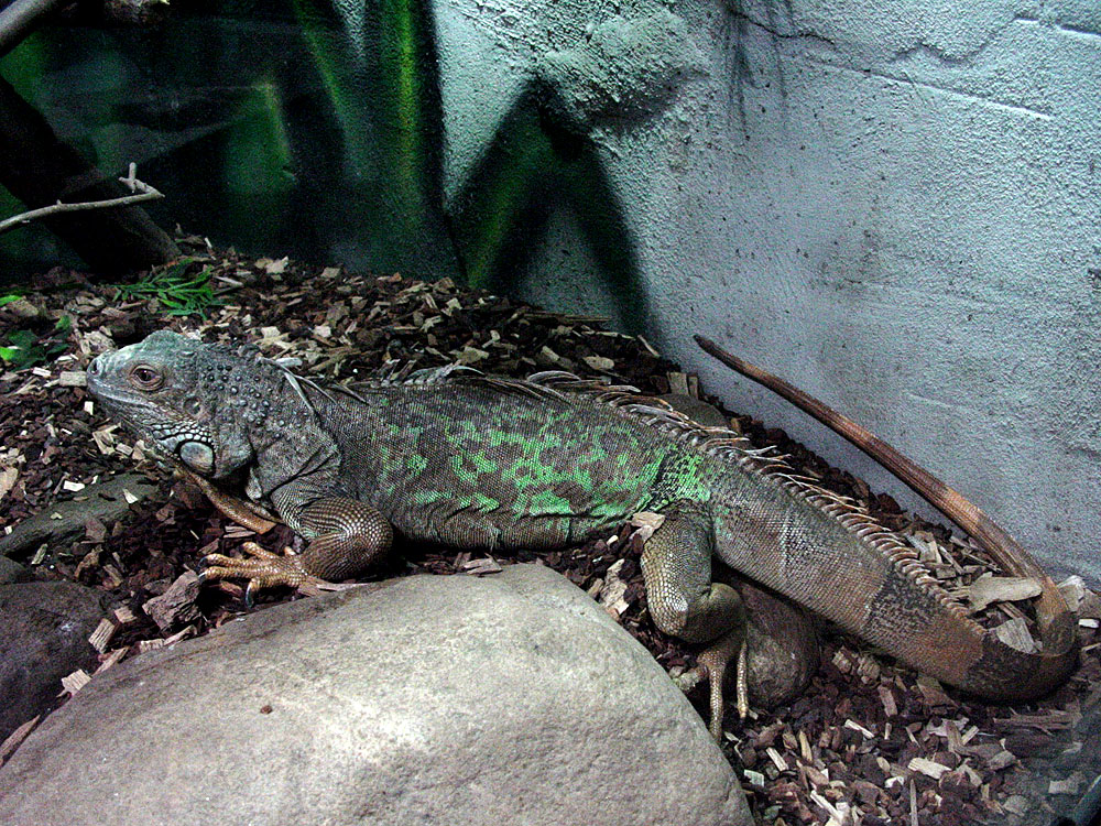 Tropenhaus Wiesenbad Leguan