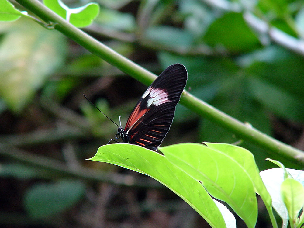 Tropenhaus Wiesenbad Schmetterling