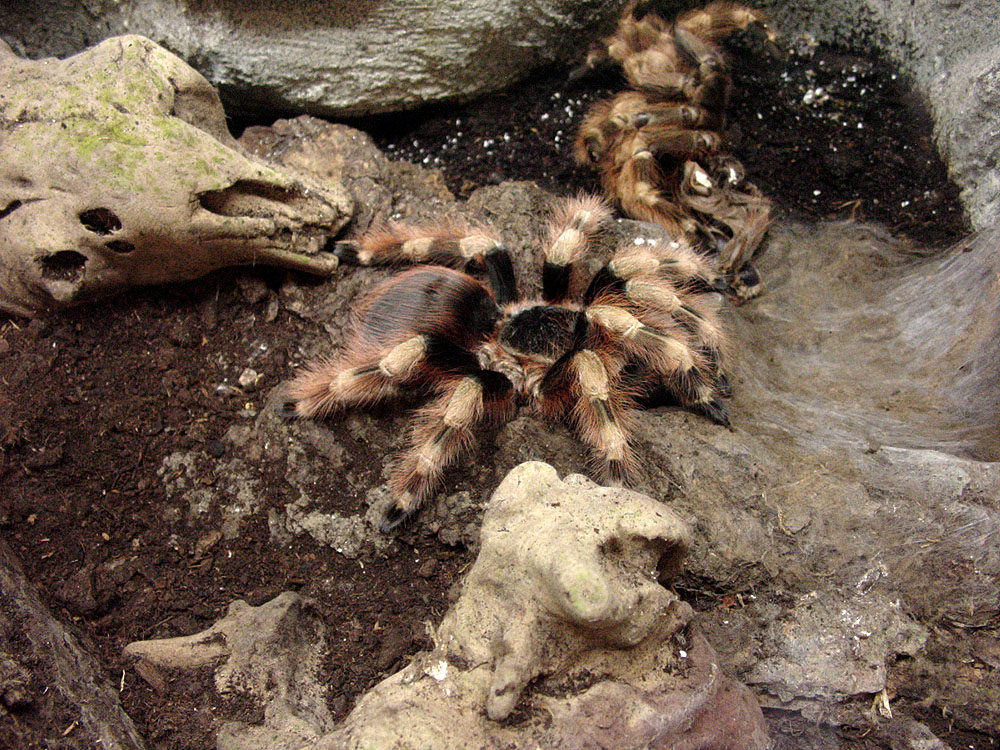 Tropenhaus Wiesenbad Vogelspinne