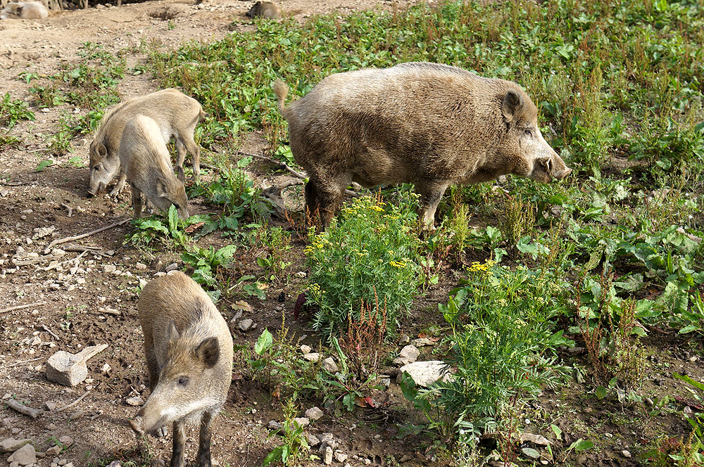 Wildschweine im Wildpark Osterzgebirge Geising