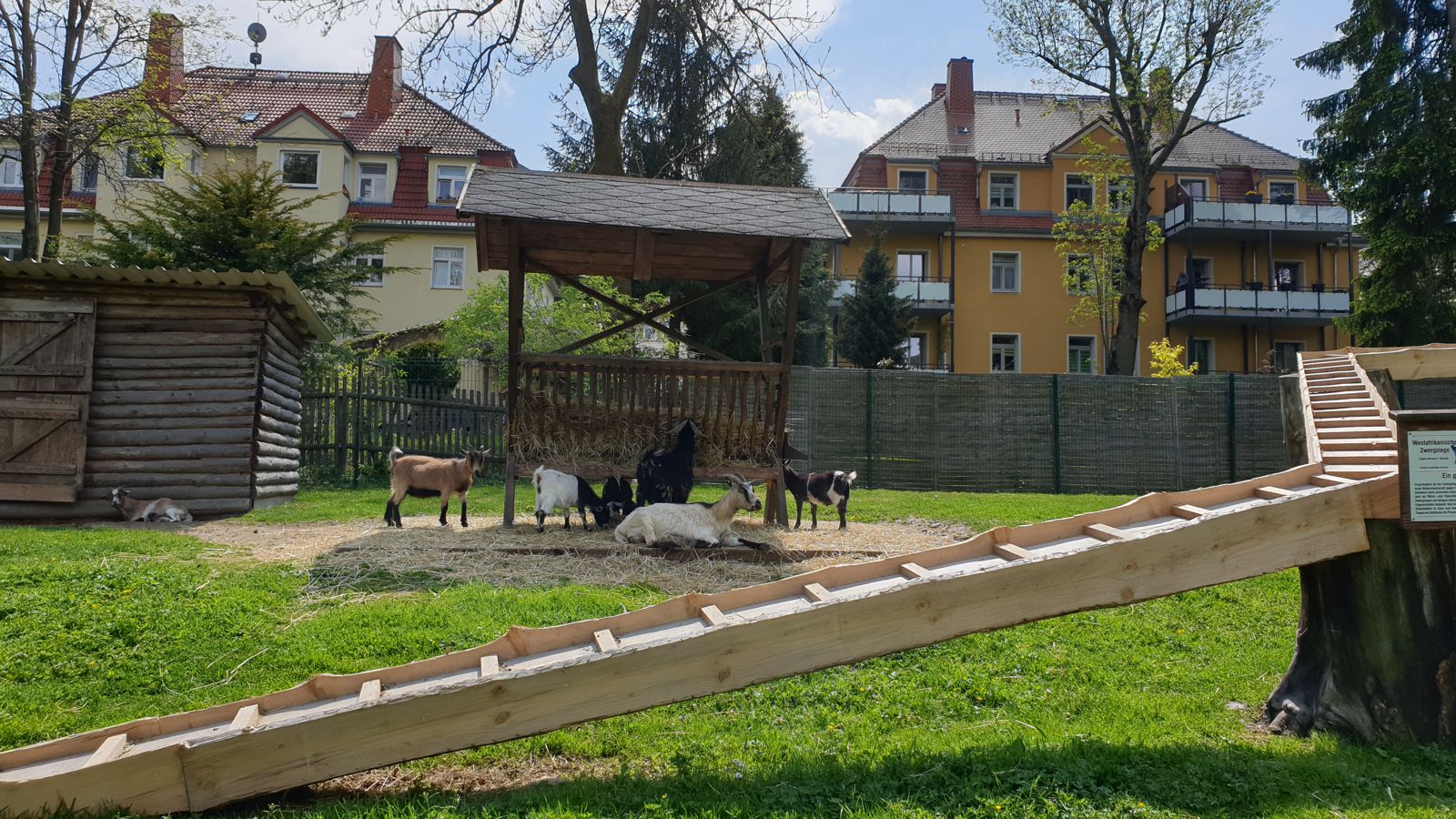 Ziegen im Freiberger Tierpark