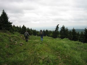 Über Waldwege zum Beerhübel