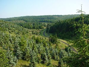 Wandern durchs Töltzschbachtal