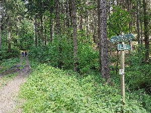Waldweg in Richtung Olbernhau